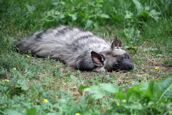 Wildhund Entspannt Sich Auf Grünem Gras Zoo — Stockfoto