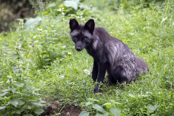 Cute Black Fox Natural Habitat — Stock Photo, Image