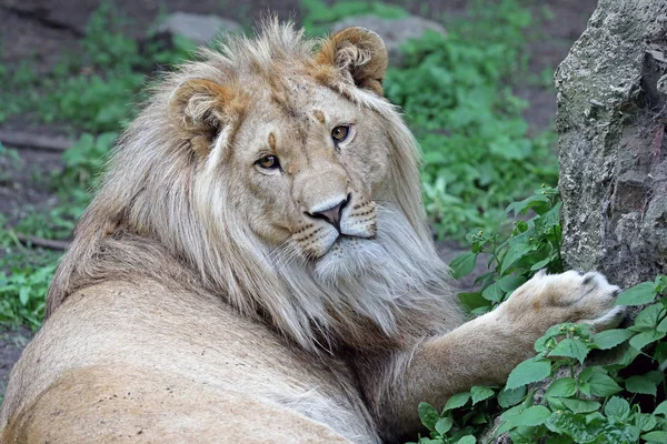 Портрет Белого Льва Естественной Среде Обитания — стоковое фото