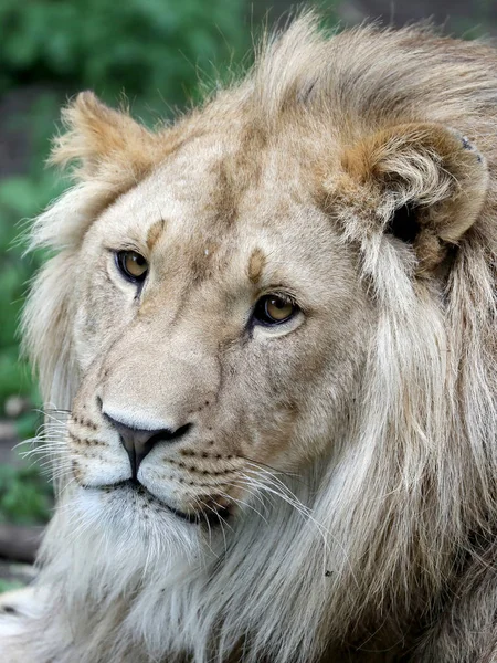 Retrato León Blanco Hábitat Natural — Foto de Stock