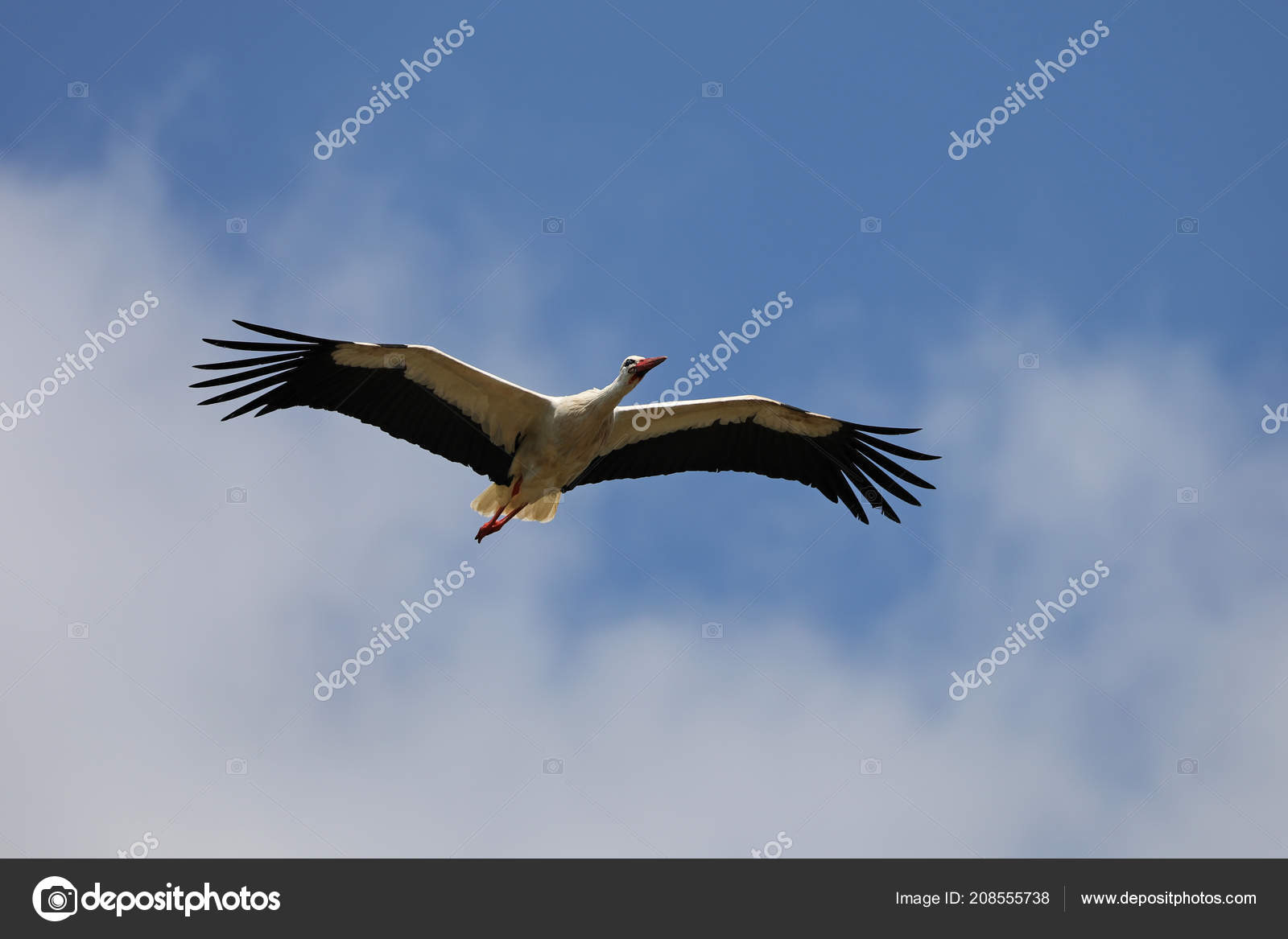 Belle Cigogne Blanche Vol Oiseau Ciel Bleu Photographie