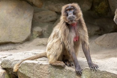 portrait of female bleeding-heart monkey  clipart