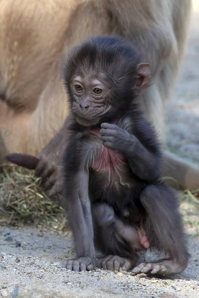 Retrato Bebê Sangramento Coração Macaco — Fotografia de Stock