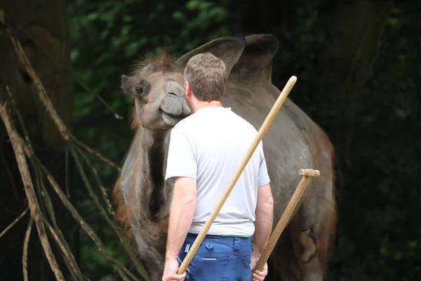 Lindo Camello Con Macho Zookeeper Zoológico —  Fotos de Stock