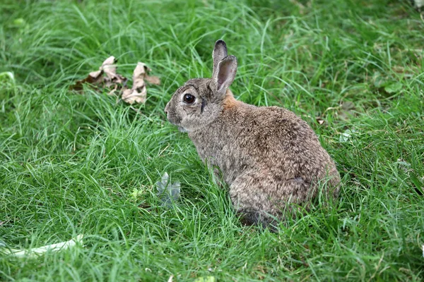 adorable hare on grass in the field