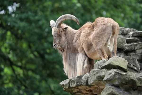 Barbary Sheep Rock Natural Habitat — Stock Photo, Image