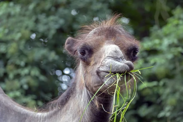 Wielbłąd Jedzenia Trawy Naturalnym Środowisku — Zdjęcie stockowe