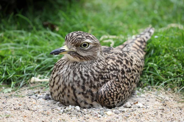 砂と石の巣に座ってエリマキライチョウの鳥 — ストック写真