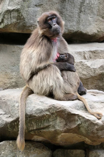 Retrato Macaco Fêmea Sangrando Coração Com Bebê — Fotografia de Stock