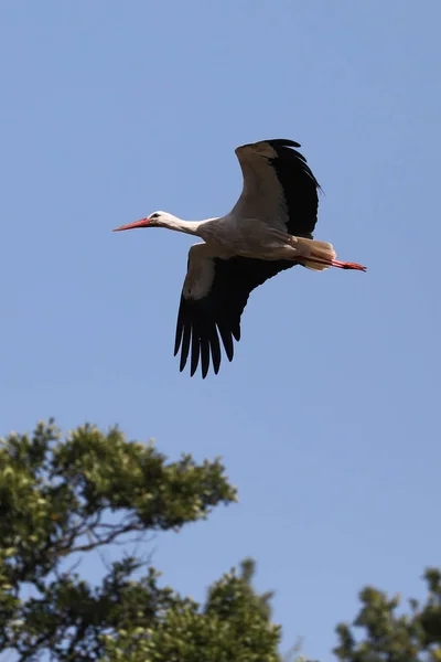 Bella Cicogna Bianca Volo Uccello Nel Cielo Blu — Foto Stock