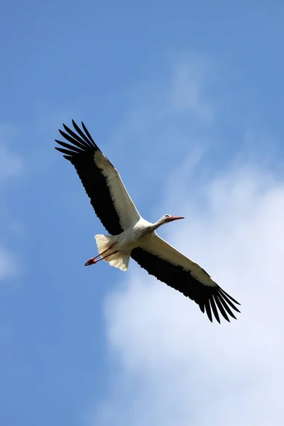 Beautiful White Stork Flight Bird Blue Sky — Stock Photo, Image