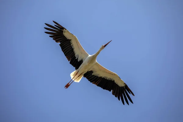 Hermosa Cigüeña Blanca Vuelo Pájaro Cielo Azul — Foto de Stock