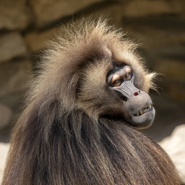 Retrato Macaco Macho Coração Sangrado — Fotografia de Stock