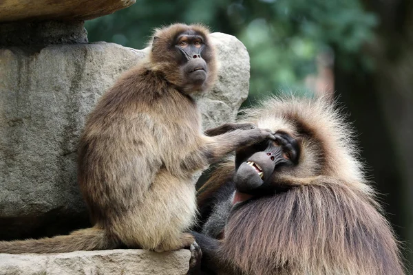 Retrato Macacos Coração Sangrado — Fotografia de Stock