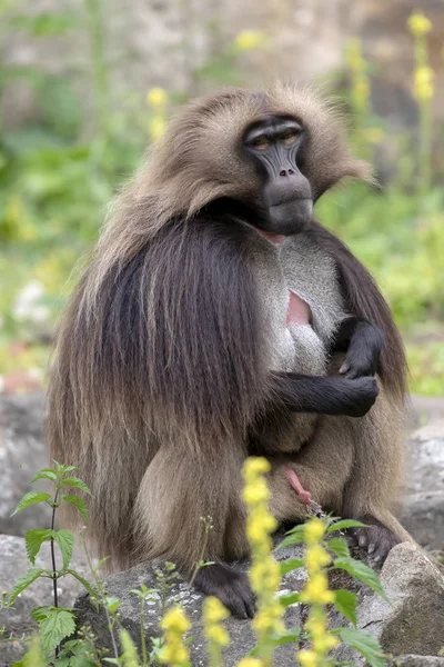 portrait of male bleeding-heart monkey