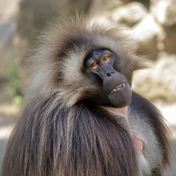 Portret Van Mannelijke Dolksteekduif Aap — Stockfoto