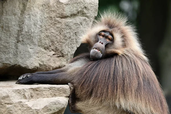 Retrato Macaco Macho Coração Sangrado — Fotografia de Stock