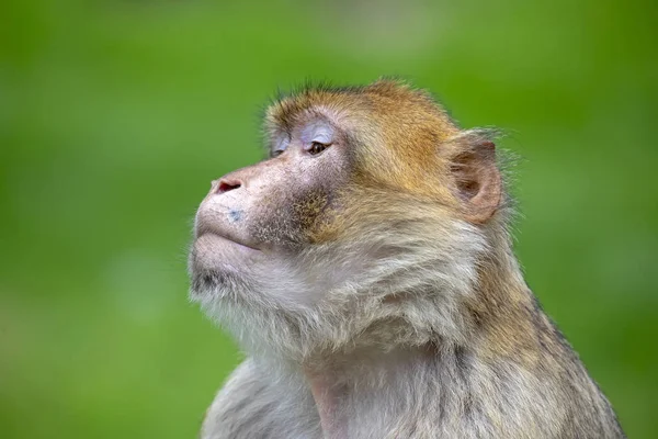 Retrato Close Macaco Bárbaro Habitat Natural — Fotografia de Stock