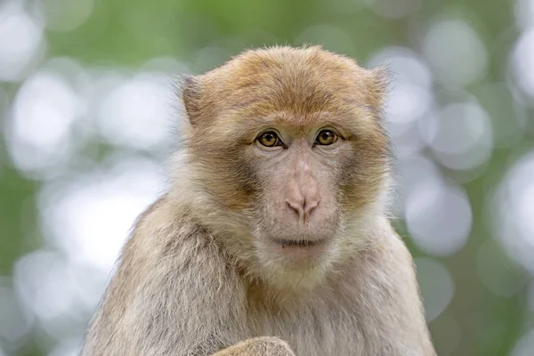 Primer Plano Retrato Macaco Barbario Hábitat Natural — Foto de Stock
