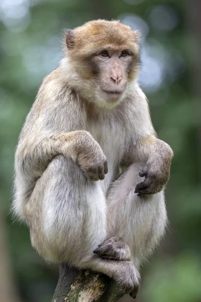 Primer Plano Retrato Macaco Barbario Hábitat Natural — Foto de Stock