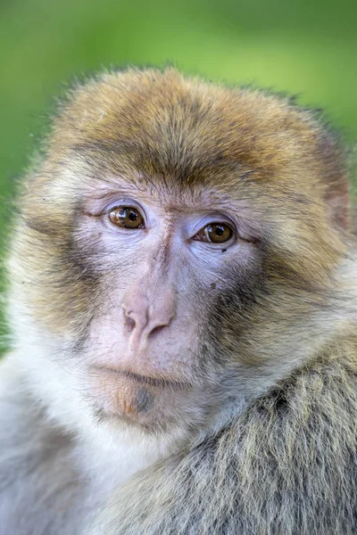 Portrait Rapproché Macaque Barbare Dans Habitat Naturel — Photo