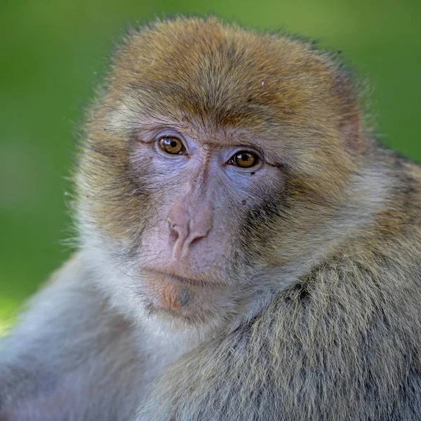 Primo Piano Ritratto Macaco Barbaro Habitat Naturale — Foto Stock