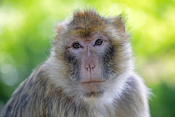 Closeup Portrait Barbary Macaque Natural Habitat — Stock Photo, Image