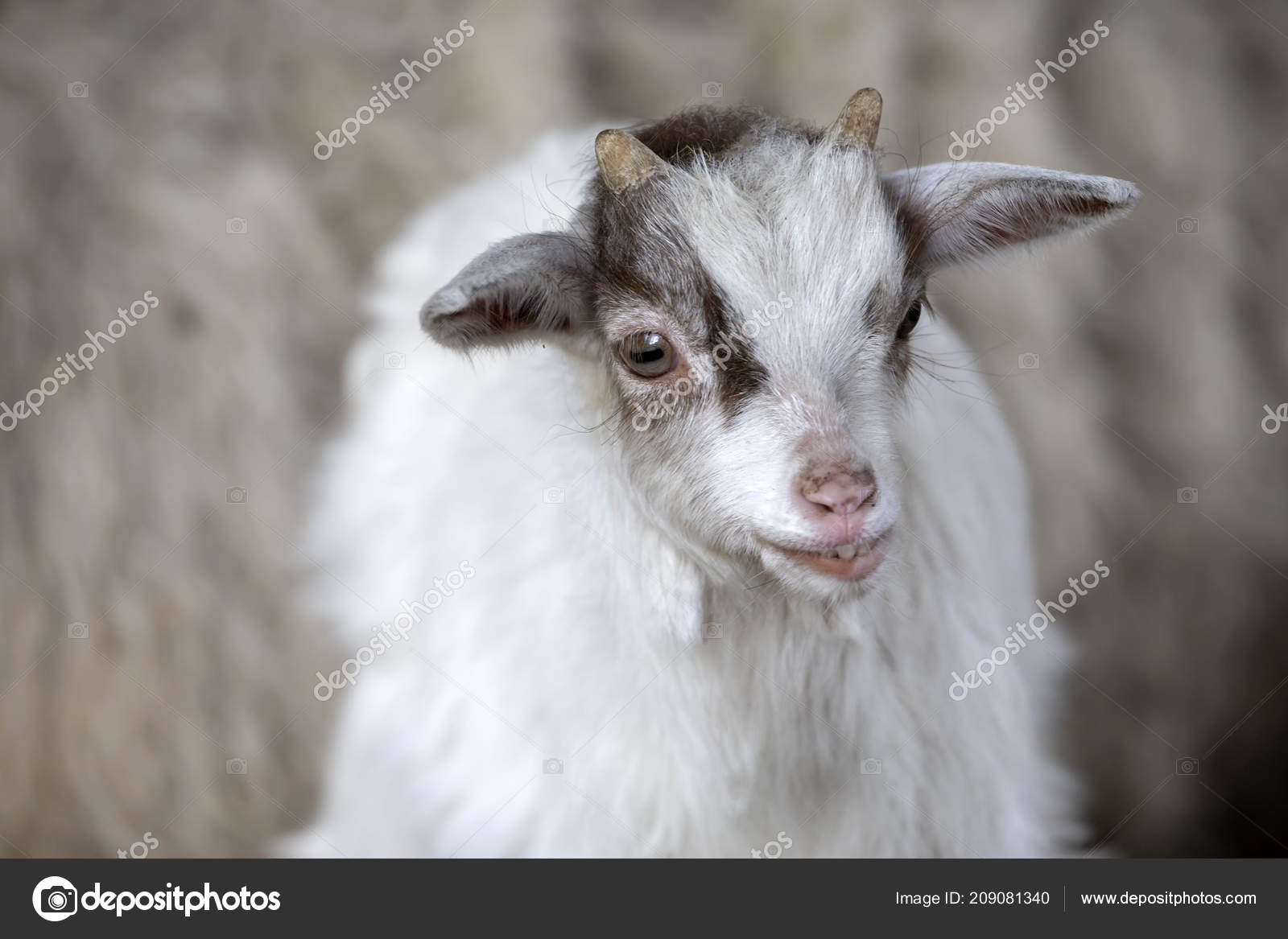 Cute Baby Goat Portrait Zoo Stock Photo Image By C Ebfoto
