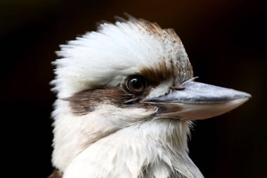 Close up view of beautiful Kookaburra bird clipart