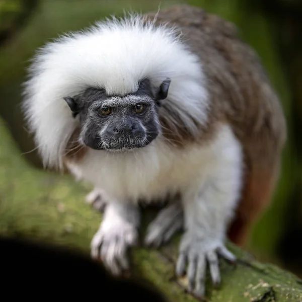 Cotton Top Tamarin Natural Habitat — Stock Photo, Image