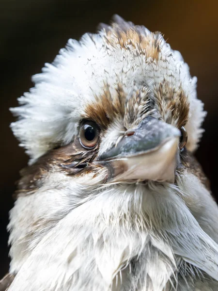 美しいワライカワセミ鳥のクローズ アップ表示 — ストック写真