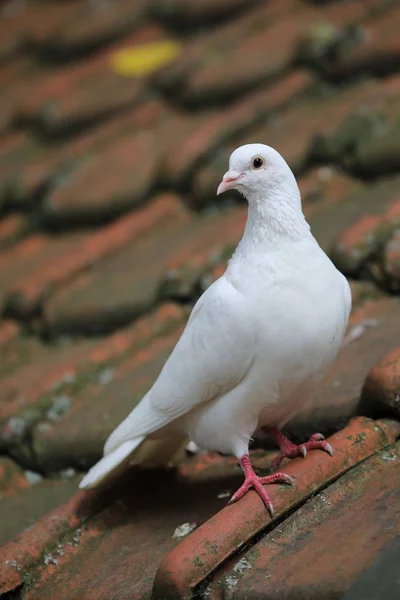 Söt Vit Duva Rött Tak — Stockfoto