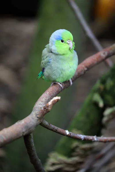 かわいい緑 Forpus オウムの小枝の上に座って鳥 — ストック写真