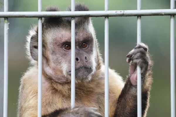 Singe capucin sur bûche en bois — Photo