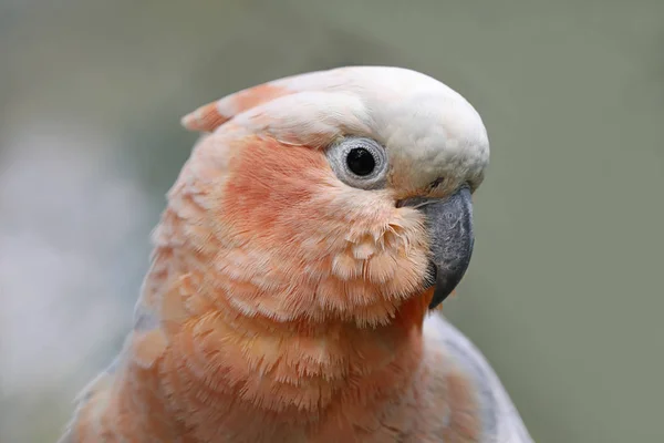 Hibrid Kakadu Eolophus Roseicapilla Cacatua Sulphurea Citrinocristata — Stok fotoğraf