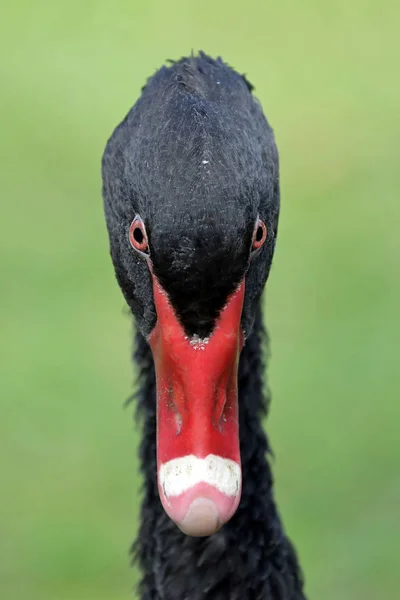 Schwarzer Schwan Aus Nächster Nähe Natürlichem Lebensraum — Stockfoto