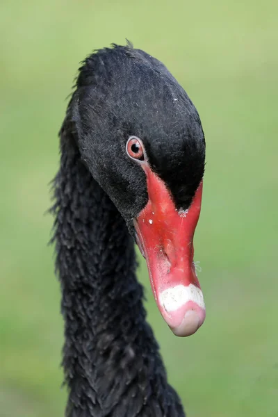 Black Swan Närbild Naturliga Livsmiljö — Stockfoto