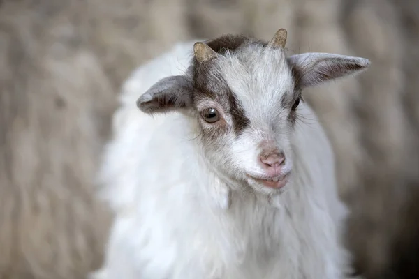 Cute Baby Goat Portrait Zoo — Stock Photo, Image