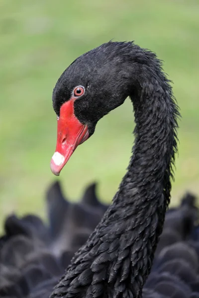 Black Swan Närbild Naturliga Livsmiljö — Stockfoto