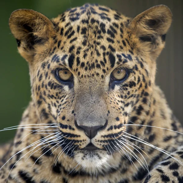 Πορτρέτο Της Jaguar Στο Φυσικό Περιβάλλον Κοντινό Πλάνο — Φωτογραφία Αρχείου