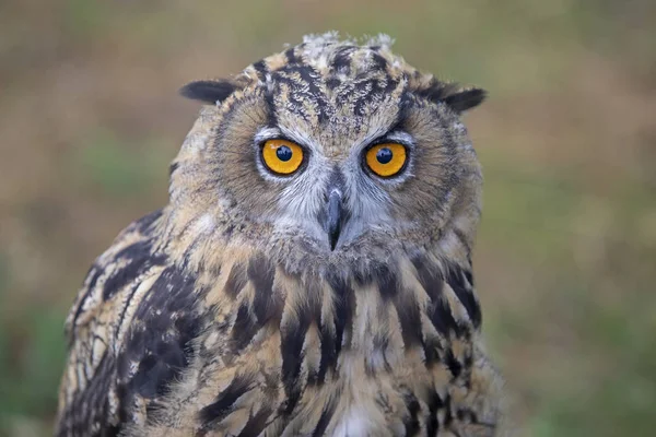 Eurasian Eagle Owl Natural Habitat — Stock Photo, Image