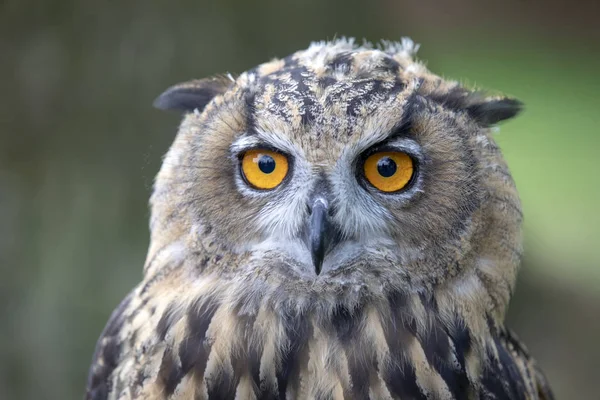 Eurasian Eagle Owl Přirozeném Prostředí — Stock fotografie