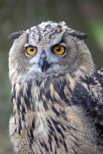 Eurasian Eagle Owl Přirozeném Prostředí — Stock fotografie