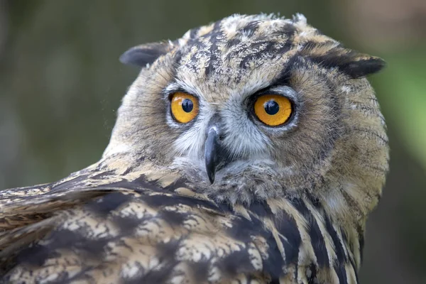 Eurasian Eagle Owl Přirozeném Prostředí — Stock fotografie