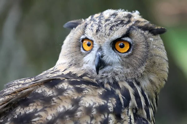 Chouette Aigle Eurasie Dans Habitat Naturel — Photo