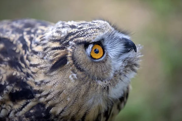 Eurasian Eagle Owl Natural Habitat — Stock Photo, Image