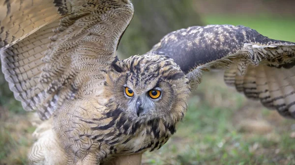 Búho Águila Eurasiática Hábitat Natural — Foto de Stock