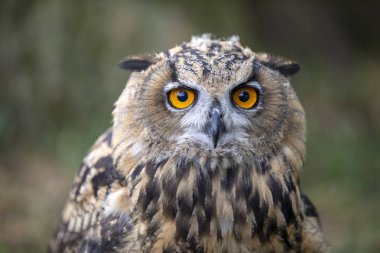 Doğal ortamlarında Avrasya kartal baykuş 