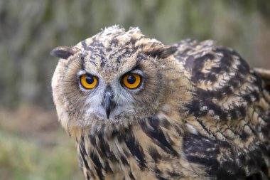 Doğal ortamlarında Avrasya kartal baykuş 