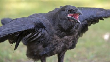 Doğal yaşam alanı içinde yakın çekim portre raven  